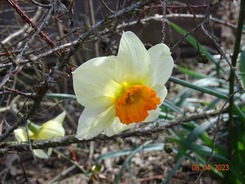 Barrett Browning - z-Dobarland 2023