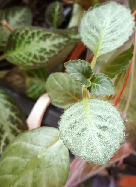 Cu frunze argintii - Mulțumesc dna Georgeta