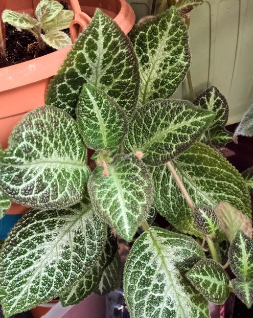  - Episcia