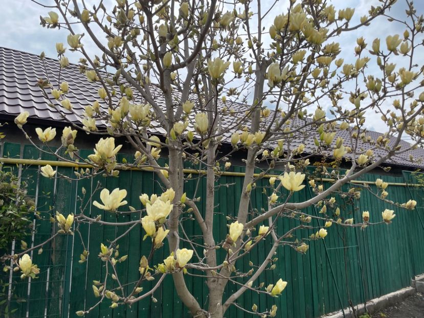 54B12640-04D6-478E-A6E3-8623B4A73F48 - 01 Primăvara 2023