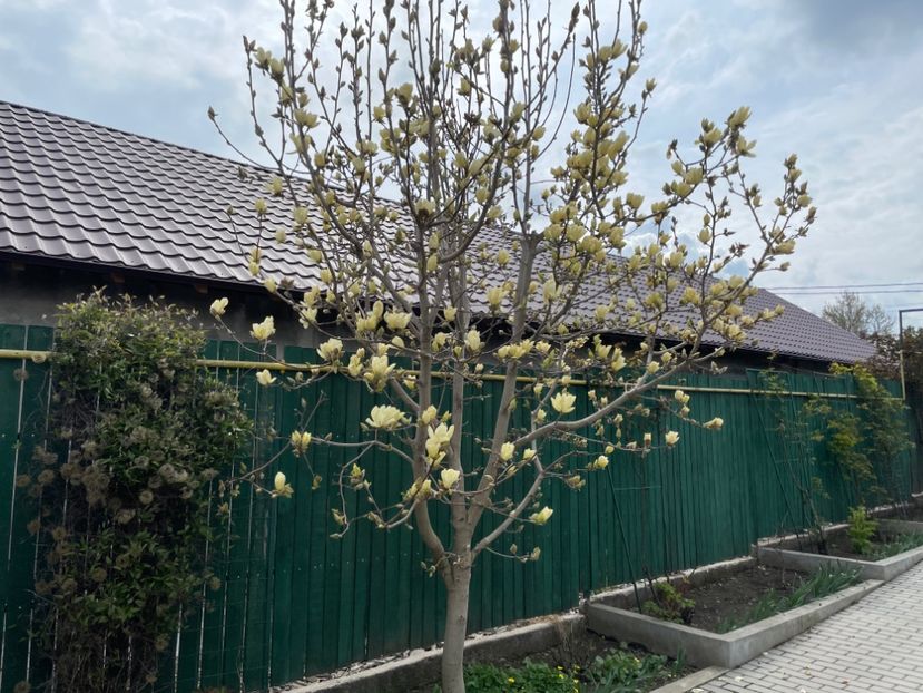 94876837-0233-446F-807A-C07D91D7DE9A - 01 Primăvara 2023