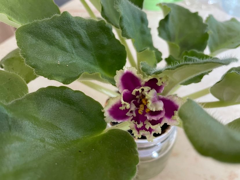 C0AB09C7-3FD6-45AF-80AF-2E0925A79C1C - 001 Violete 2023-2024