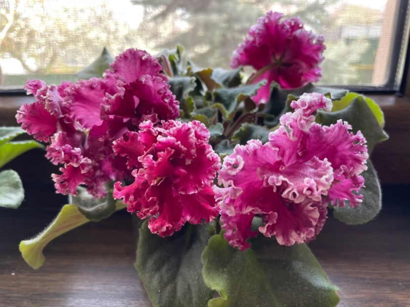 13B6135A-18B8-46A4-AF94-0CF41377F60A - 001 Violete 2023-2024