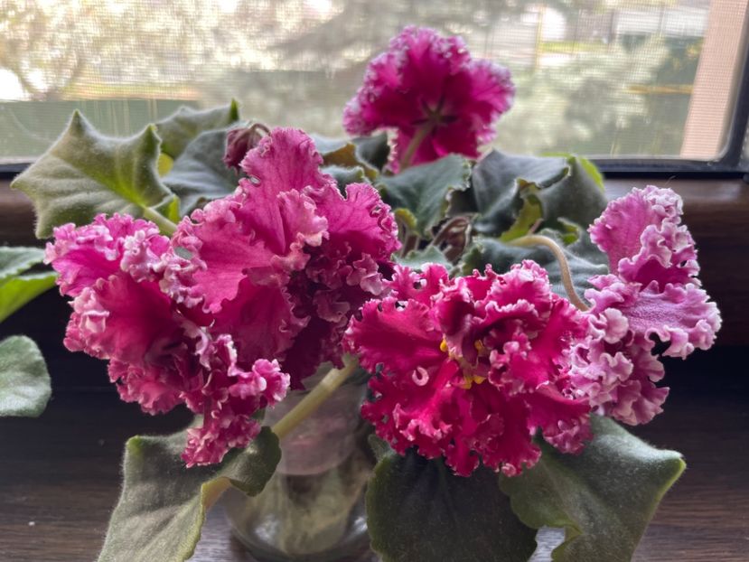 A60787CD-89CF-46E7-9F3E-5B7AEA47E130 - 001 Violete 2023-2024