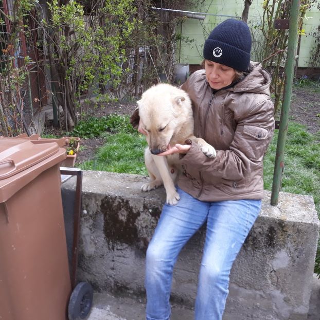  - Codiță-Cody -Coco