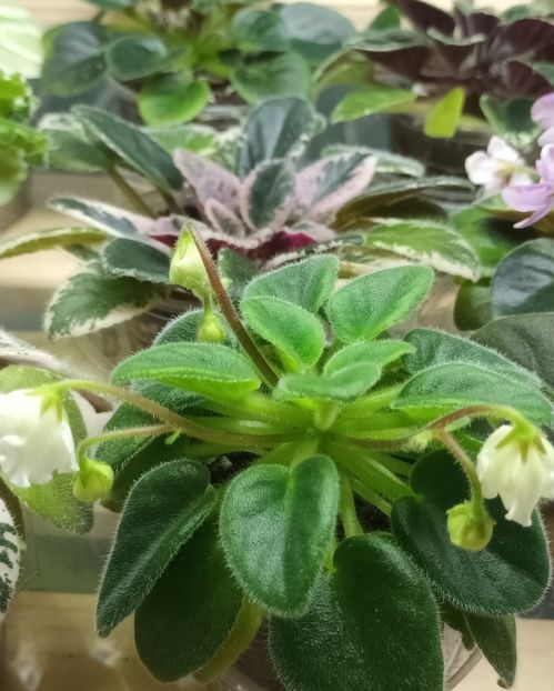  - Alan s White Feather