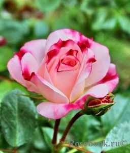 Rosenstadt Freising 6 - ROSENSTADT FREIS