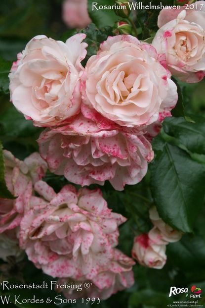 Rosenstadt Freising - ROSENSTADT FREIS