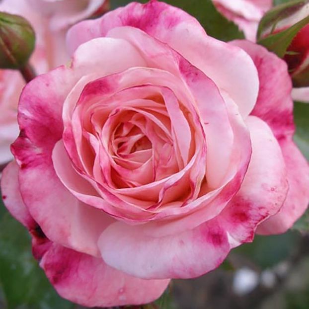 Rosenstadt Freising 1 - ROSENSTADT FREIS