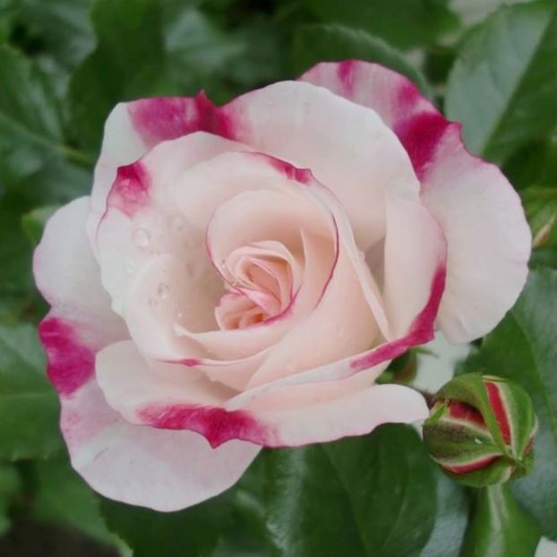 Rosenstadt Freising 4 - ROSENSTADT FREIS