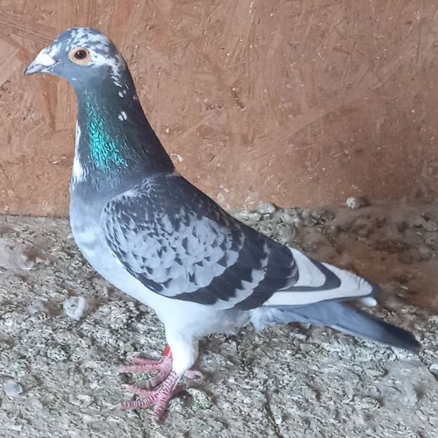 Mascul 22-301....-15 lei - Porumbei vanduti