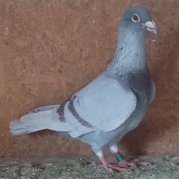 Mascul 18-716....-20 lei - Porumbei vanduti