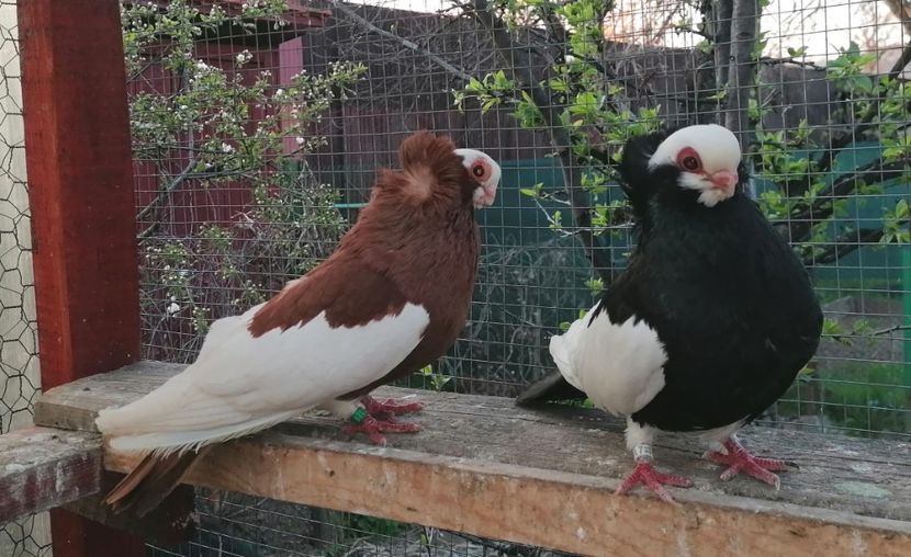 M + F - Jucători de Komarom în 2023