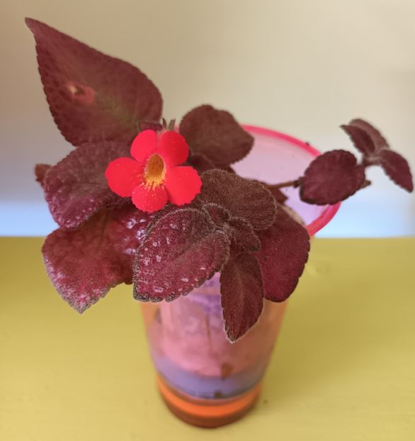 Un pui atat de mic si s-a grabit sa infloreasca... - Strawberry Mist