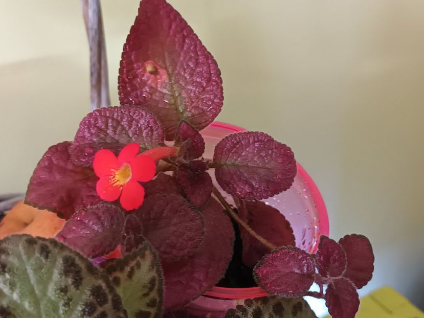 Cu greu ii surprind culoarea frunzelor - Strawberry Mist