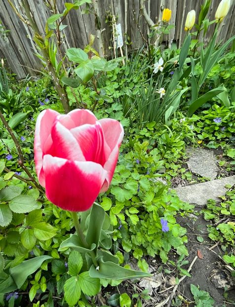 FD603764-C7FC-4421-9BA1-257147B41DCD - Lalele 22 23