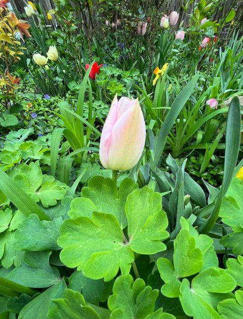 5624FD89-BA9D-4A47-8461-4A074F5CEEE6 - Lalele 22 23