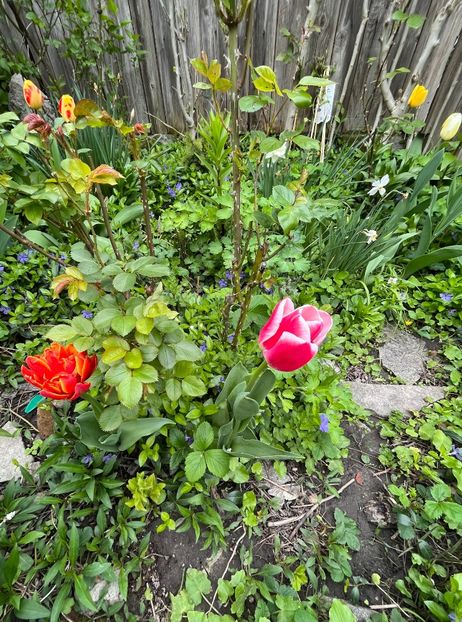 5E73271B-7909-470D-B08A-773585B65EAB - Lalele 22 23