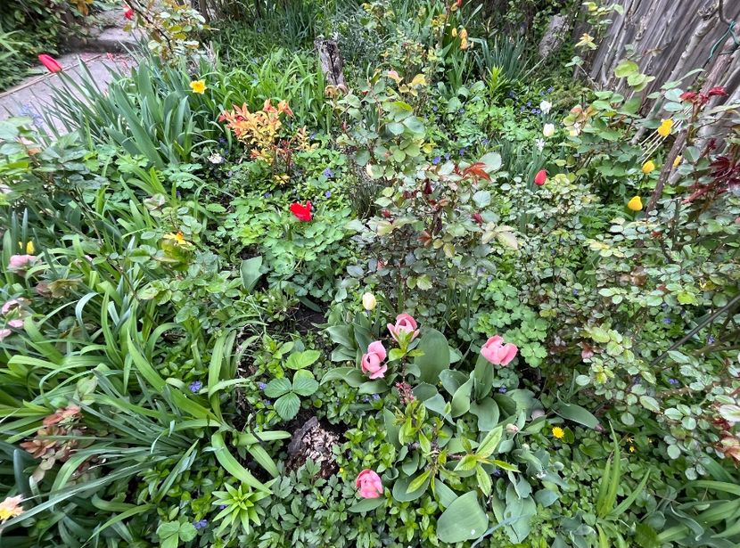 35E408FB-33B0-4DB4-9C55-AE54C87D9D24 - Lalele 22 23