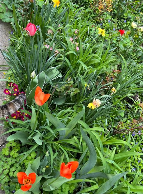 CA01F206-162D-4AB3-A7B7-FA7253BED4F9 - Lalele 22 23