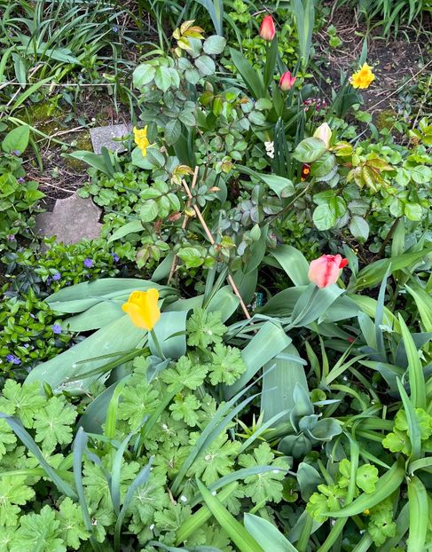 101CA41C-1CD3-4F9A-942C-0A7D42A120F3 - Lalele 22 23