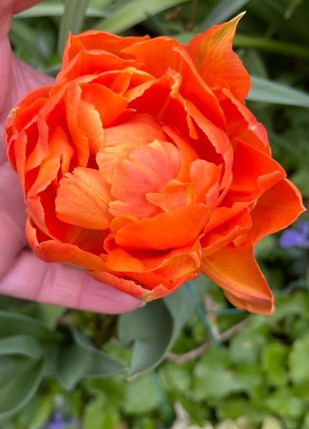 F2BEFC05-D3AB-4F39-AD83-5DC56C141238 - Lalele 22 23