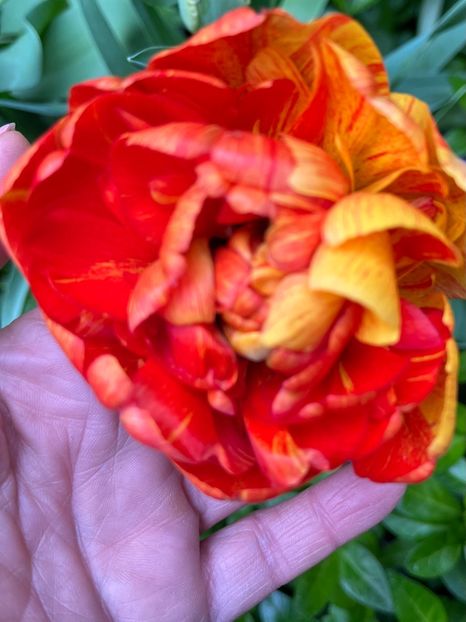 6D53D317-86E9-463B-9C63-E0C173040868 - Lalele 22 23