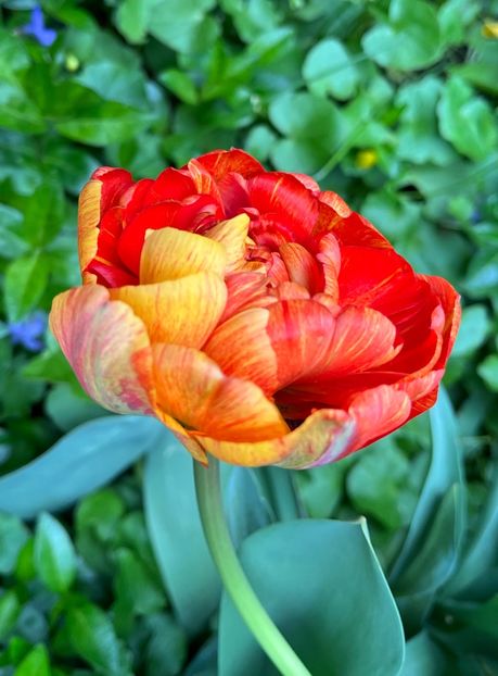 069B9D93-21C1-4229-97A4-5A20C15A6E64 - Lalele 22 23