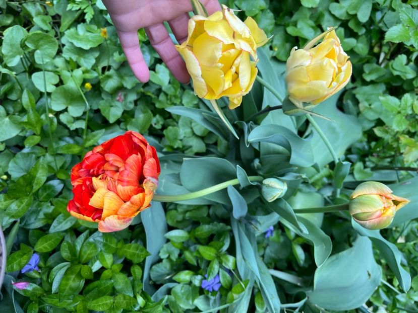 58DF7FF6-9289-4472-9616-DC4076F3E457 - Lalele 22 23