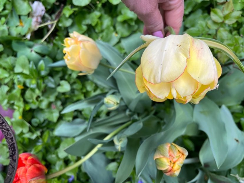 F2B6F7E1-717E-42F6-B10A-D7B2E6228237 - Lalele 22 23