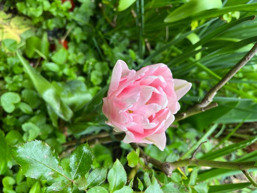 40B6BB09-BE6A-43AE-BF05-368591A7F736 - Lalele 22 23