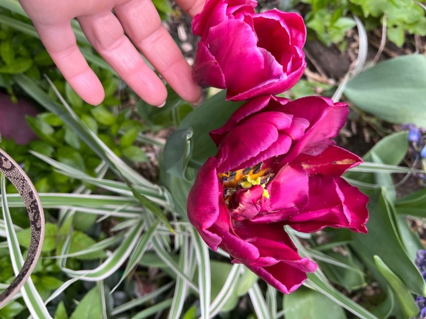 03FE8CFC-BF12-41D0-901C-C47EF541237C - Lalele 22 23