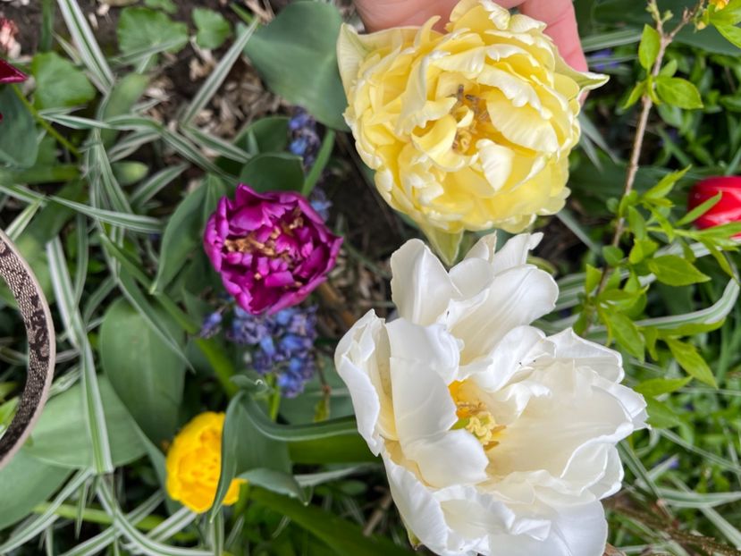 FC5216AE-3ED6-43FA-BD6F-BDB2ED483C1C - Lalele 22 23