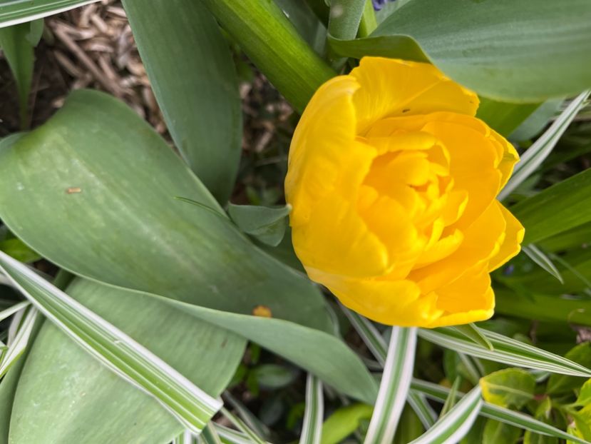 D40473FF-5D45-4899-97AA-C5D1A19712B3 - Lalele 22 23