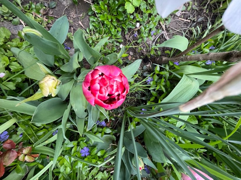 819E3902-6984-4B02-853A-826DADD9E857 - Lalele 22 23