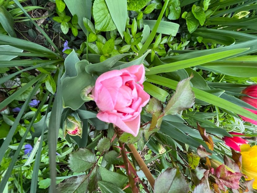 ECE8B96D-5C5B-434F-94EF-27D4A0328571 - Lalele 22 23