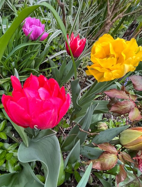 B1666003-205F-4F2F-A47E-00330A59B631 - Lalele 22 23