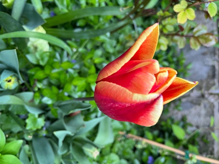 F286F98D-40CC-4861-A2C6-33655971148A - Lalele 22 23