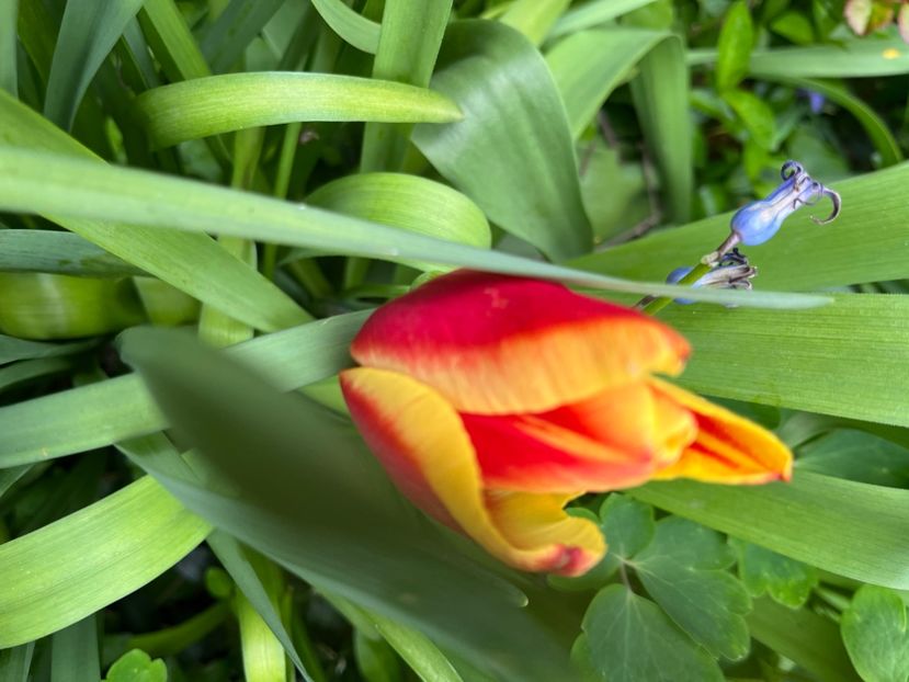 AE9E852E-094A-4279-9869-44BB134023D0 - Lalele 22 23