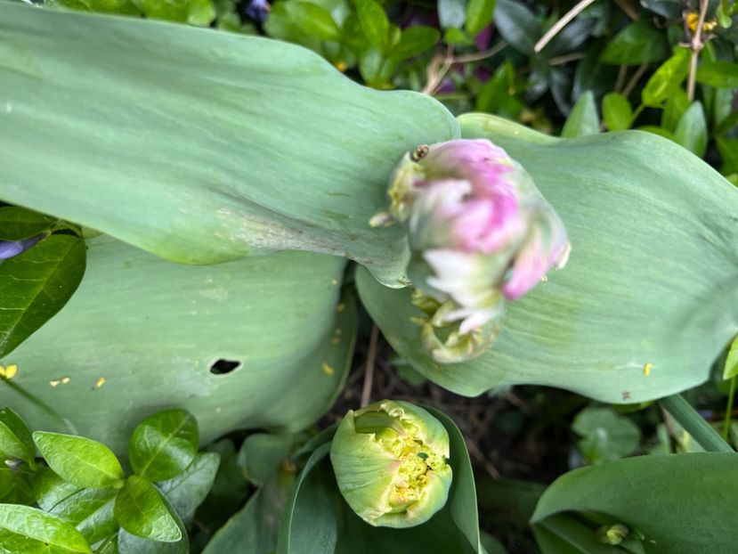 133514E7-1DB4-441D-9597-F4FABB807536 - Lalele 22 23