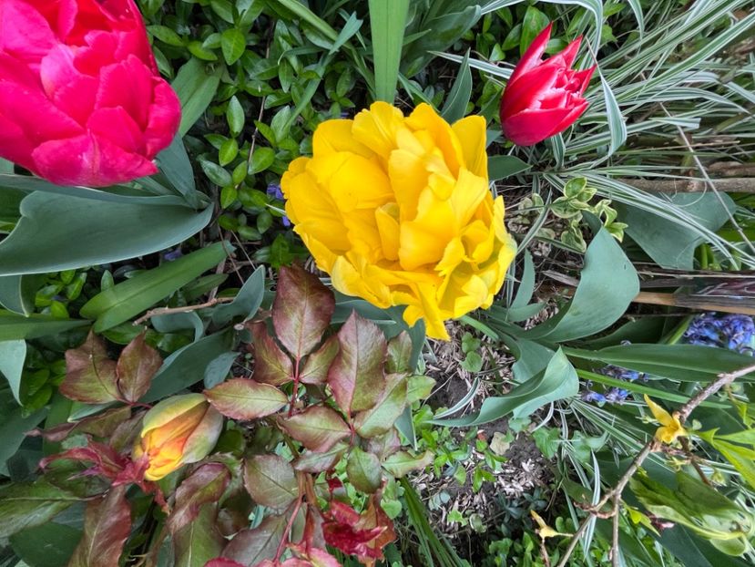 62E32496-845D-48E7-B345-5AB089704582 - Lalele 22 23