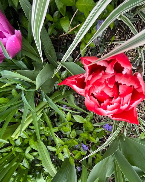 BB861454-788A-412E-AF83-37A0FF6E8974 - Lalele 22 23