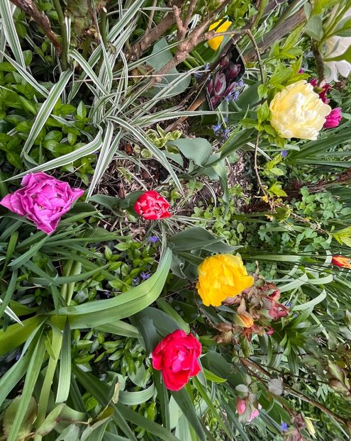 6887B973-7B71-4629-A69D-28288C210A7C - Lalele 22 23