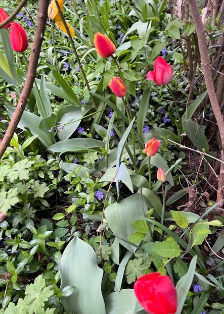 2D634AA0-26A9-4832-A27D-366310294F75 - Lalele 22 23