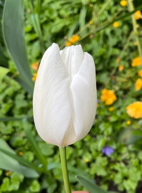 A27C1833-3AD0-4D5B-9C0C-F5065713B4C4 - Lalele 22 23