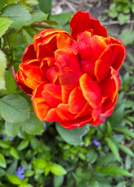 27040552-9065-4B23-9E0E-57924587359A - Lalele 22 23