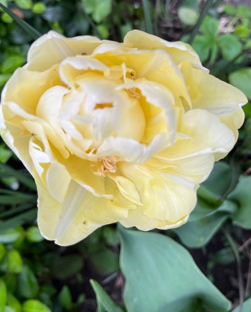 4A1A4713-43B3-4C8B-995D-B77231521A10 - Lalele 22 23