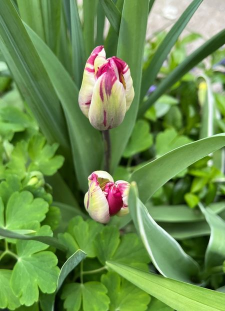 10A3950F-791D-47D9-B963-BE5A755A7A9B - Lalele 22 23