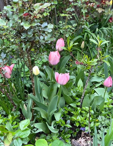 909A2BF6-4DA0-4405-B2A6-E58E9219560C - Lalele 22 23