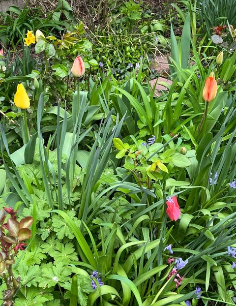 9B84F2CC-BF0B-4D98-8EB9-CFDD4D760666 - Lalele 22 23